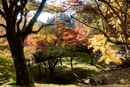 Scenic spots for autumn foliage in Shiga Japan